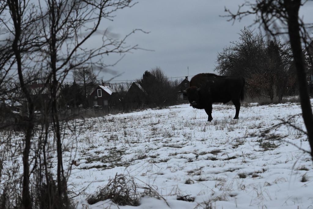 Domek Jaskolka Bialowieza Exterior photo